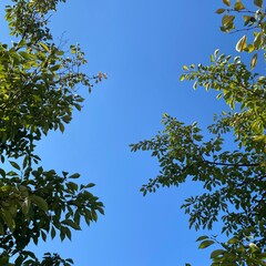 The sky on a summer day