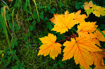 Autumn leaves in Hokkaido Sounkyo Kurodake