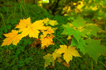 Autumn leaves in Hokkaido Sounkyo Kurodake