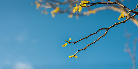 Spring new leaves on bare tree branches against a blue sky