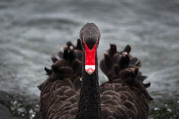 Symmetrical image of an elegant black swan with water drops on its head © Janice