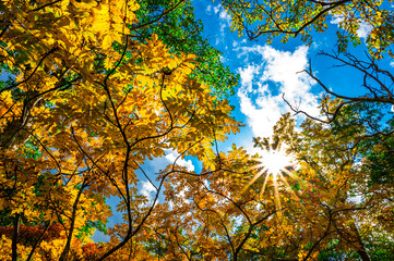 Autumn leaves in hokkaido sounkyo kurodake