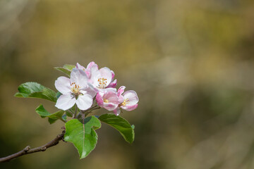 isolated branch of an apple tree in blossom. malus domestica. background out of focus in ochre tones. copy space. text space. card or invitation for spring events and weddings.
