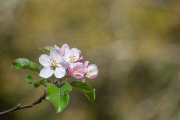 isolated branch of an apple tree in blossom. malus domestica. background out of focus in ochre...