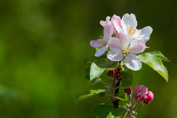 isolated branch of an apple tree in blossom. malus domestica. blurred background in green tone. space for copy. space for text. card or invitation for spring events and weddings.