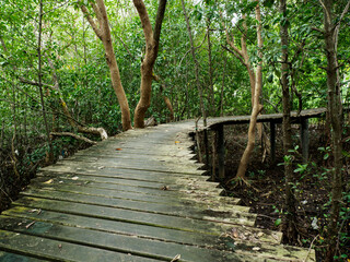 Old wooden bridge in the mangrove forest