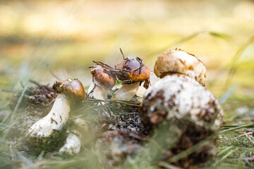 Survival skill in great outdoors. Group of boletus mushroom. Closeness to the nature. hiking and mushroom picking. 