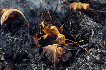 The concept of restoring order on household plots in autumn days.Burning yellow maple leaves on a dying fire, close-up.