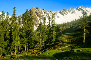 The alpine meadow in the mountains. This is the scenic view of Himalayas peaks and alpine landscape...