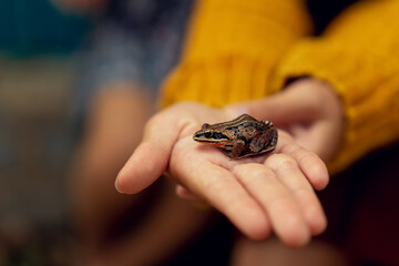 An image of a small brown frog sitting on a hand. High quality photo