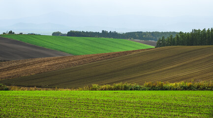 Rural scenery of Furano, Japan