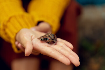 An image of a small brown frog sitting on a hand. High quality photo