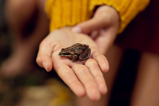 An image of a small brown frog sitting on a hand. High quality photo