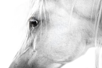 Beautiful white horse. Portrait close up isolated on a white background