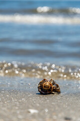 empty seashell on sand near sea shore, travel relaxation concept