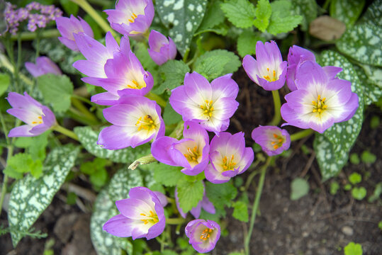  Beautiful blooming purple colchicum autumnale on natural background.