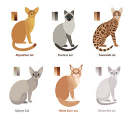 Fototapeta na wymiar Cats of different breeds - vector set, collection in flat style: Abyssinian cat, Siamese, Savannah, Sphynx, Maine Coon, Devon Rex cat.
