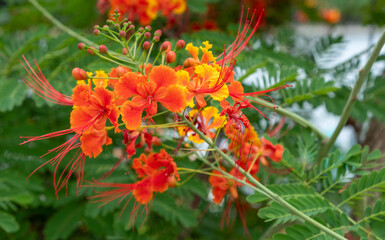Orange and yellow fabaceae blooms in a downtown Bangkok Park