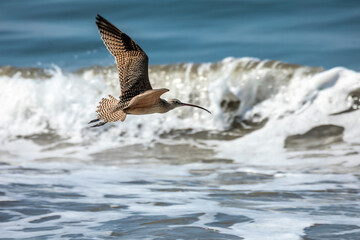 Long Billed Curlew in Flight