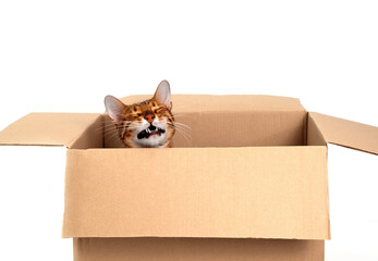Funny beautiful adorable bengal cat laughing,having fun hiding in carton box on white...