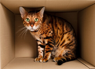 Scared funny beautiful playful striped ginger bengal cat,playing,hiding in carton box.Pet moving to new appartment or homeless or domestic animal fear or schrodinger cat concept.