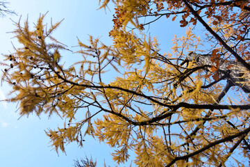 Vibrant orange tree against blue sky