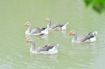 swimming ducks, duck or ducks