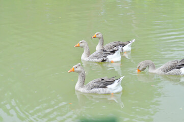 Obraz premium swimming ducks, duck or ducks