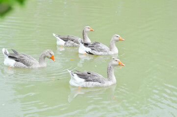 swimming ducks, duck or ducks