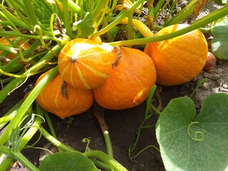 Potimarrons
