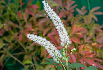Black Cohosh flower (cimicifuga).
This is a perennial herbaceous plant. It grows naturally in the...