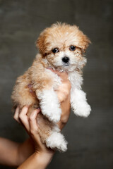 Maltipoo puppy. Adorable Maltese and Poodle mix Puppy in women hands on gray background