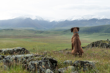 A Rhodesian Ridgeback sits on top of a mountain and looks at a beautiful mountain landscape. Dog traveler