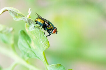 Housefly on Tomato Leaf