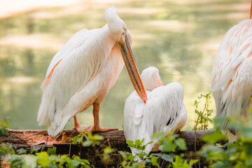 The great white pelican (Pelecanus onocrotalus) aka the eastern white pelican, rosy pelican or...