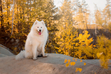 Obraz premium Dog in autumn forest. Yellow leaves on the ground. Samoyed dog breed