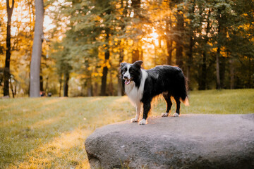 Naklejka na ściany i meble Dog in the autumn in the park. Happy Border Collie dog in colored leaves on nature. Fall season