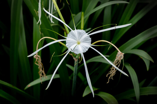 Hymenocallis or spider lilly bloom in a park in Thailand