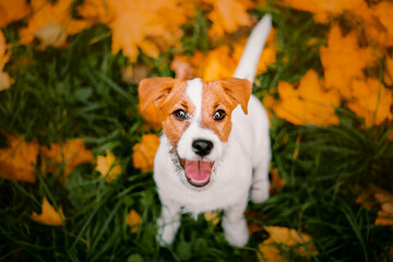 Autumn Jack Russell Terrier dog with leaves. Fall season
