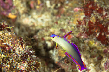 アケボノハゼ　久米島　ウーマガイ　沖縄　旅行　観光　海　ダイビング　Elegant dartfish 