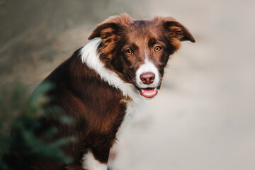 Dog portrait. Border Collie puppy dog looking at the camera.