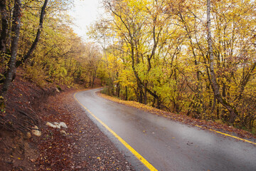 Fototapeta premium landscape autumn season in rainy day Travel and yellow leaves. Transportation. Empty highway in foggy woodland. Fall Road Trip
