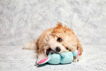 Maltipoo puppy with a toy plush rabbit on gray background. Close-up, selective focus