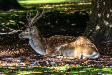 The fallow deer, Dama mesopotamica is a ruminant mammal