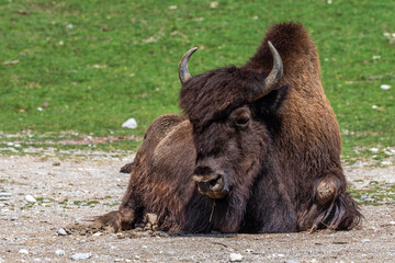 American buffalo known as bison, Bos bison in the zoo