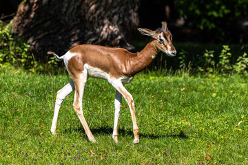 Dama gazelle, Gazella dama mhorr or mhorr gazelle is a species of gazelle