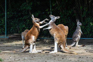 Red kangaroo, Macropus rufus in a german park © rudiernst