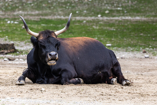 Heck cattle, Bos primigenius taurus or aurochs in a German park