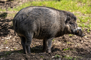 The Visayan warty pig, Sus cebifrons is a critically endangered pig