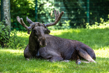 European Moose, Alces alces, also known as the elk